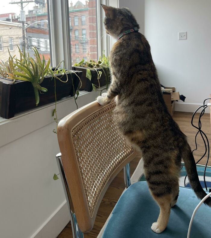 A cat standing on a chair looking out a window
Description automatically generated