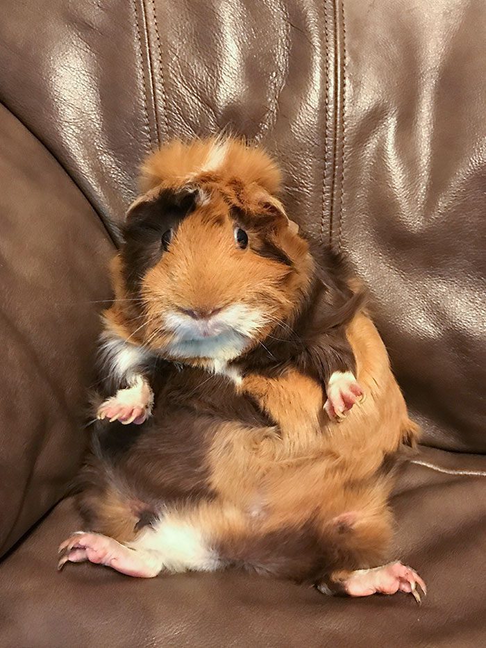 A guinea pig sitting on a couch
Description automatically generated