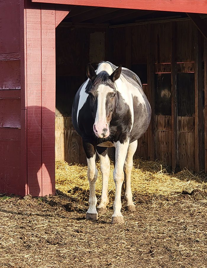 A horse standing in a barn
Description automatically generated