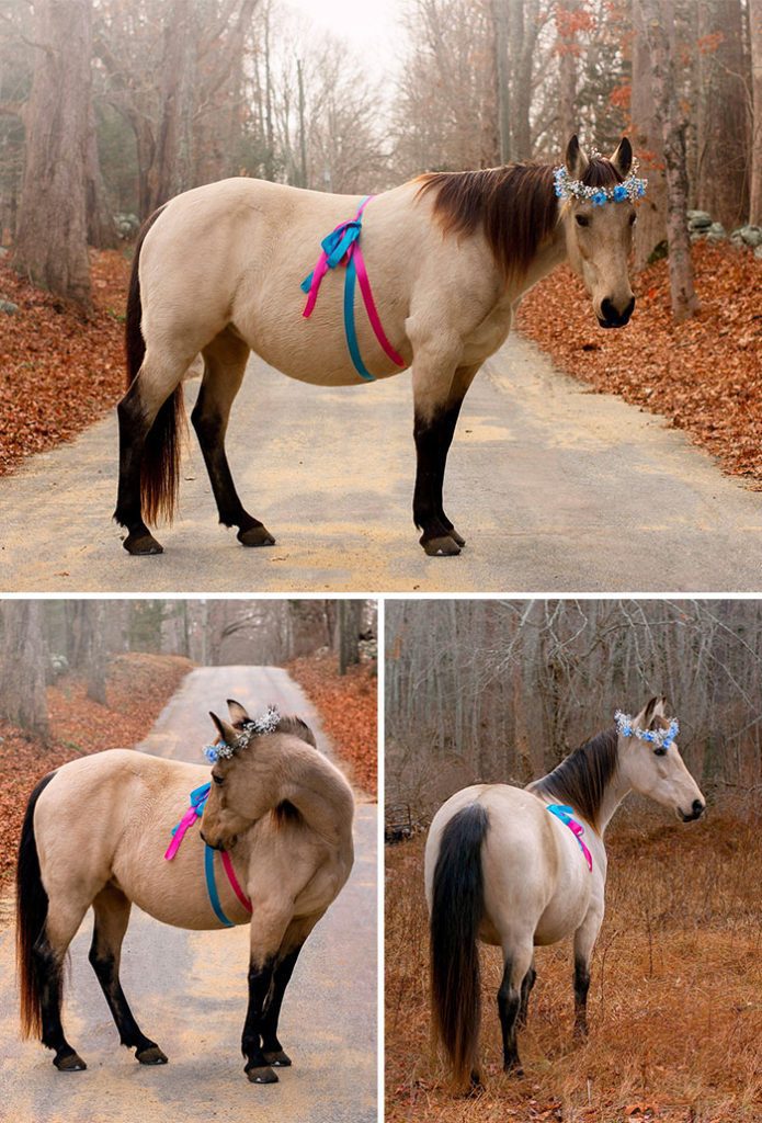 A horse with a blue and pink harness
Description automatically generated