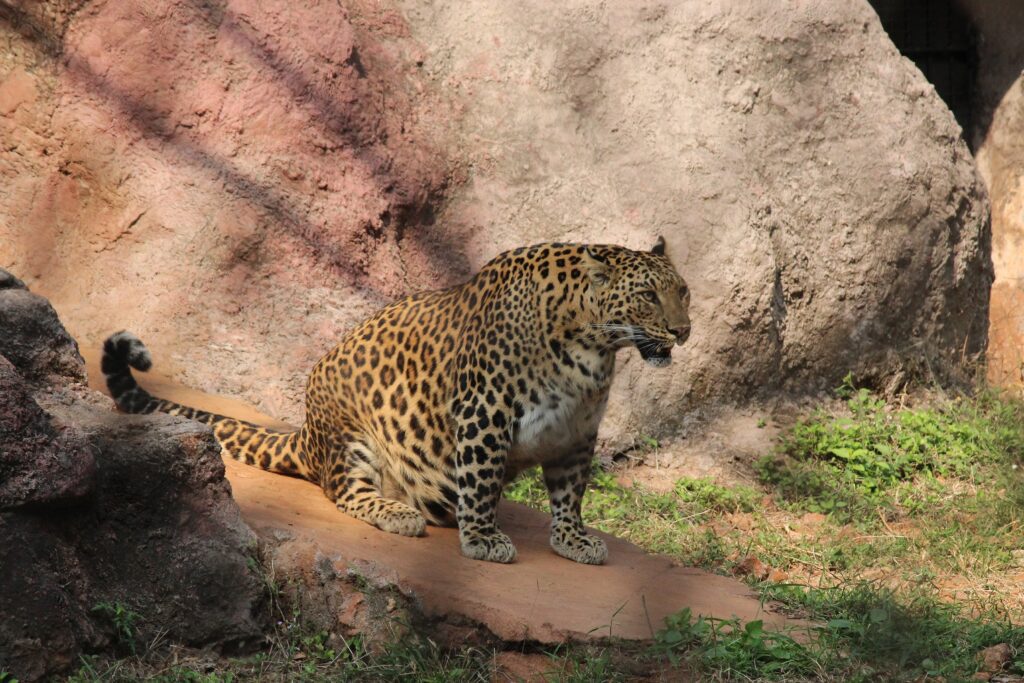 A leopard sitting on a rock Description automatically generated