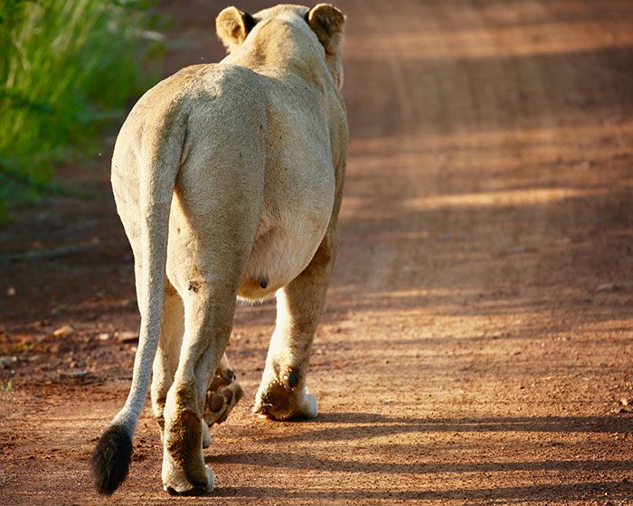 A lion walking on a dirt road
Description automatically generated
