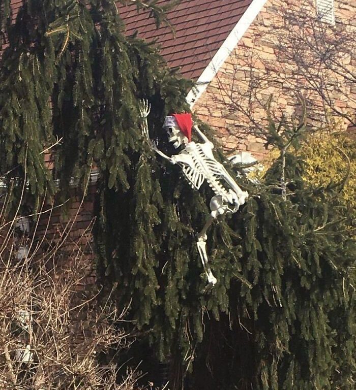 A skeleton in a tree
Description automatically generated