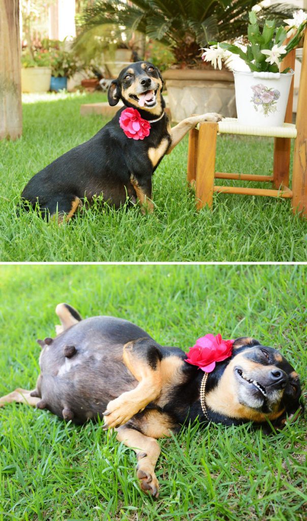 A dog lying on grass with a flower in its hair Description automatically generated