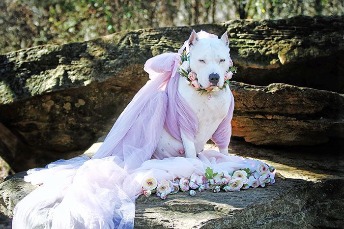 A dog wearing a dress and flowers
