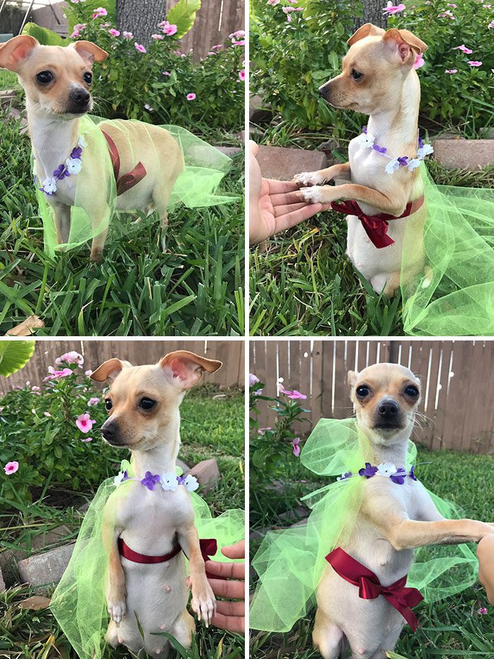 A dog wearing a tutu