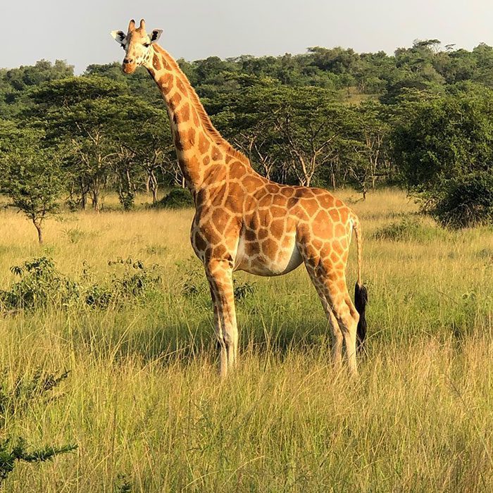 A giraffe standing in a grassy field

Description automatically generated