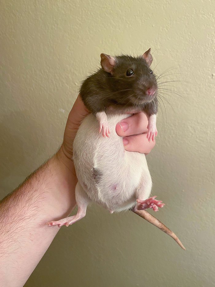 A hand holding a rat Description automatically generated