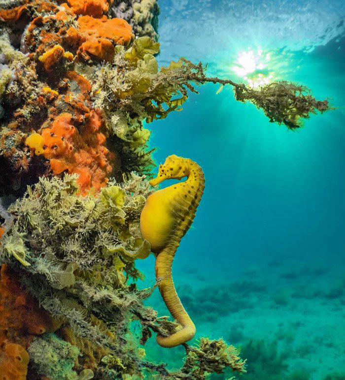 A seahorse on a coral reef Description automatically generated